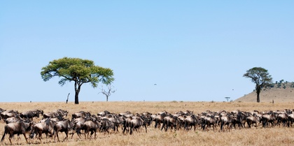 Migration Safari in Kenya and Tanzania